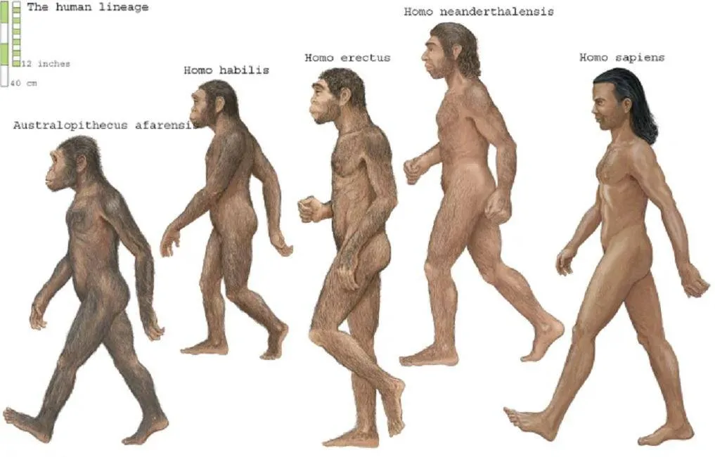 dòng thời gian tiến hóa của loài người