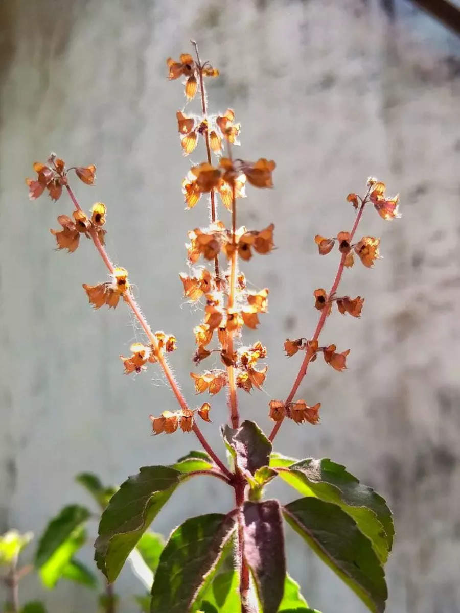 तुलसी (पौधा)