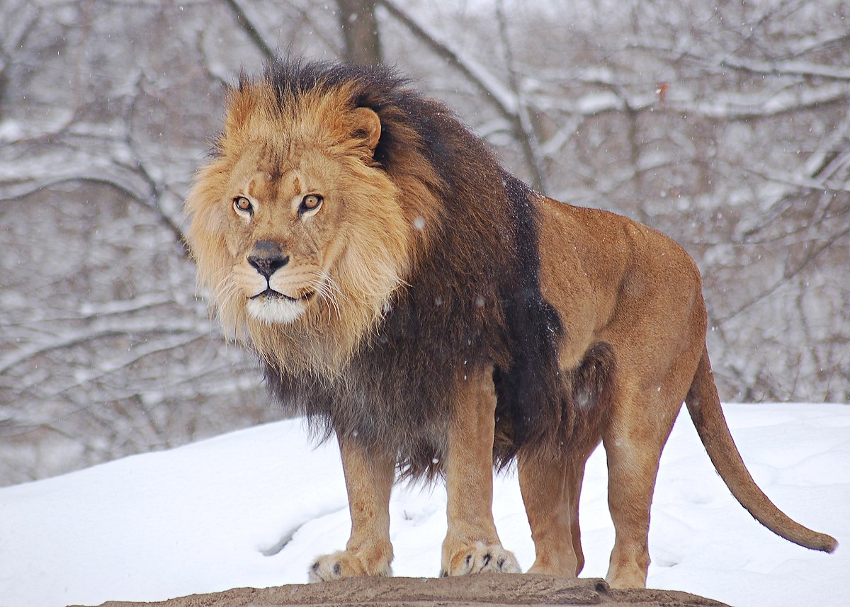 leeuw (dier)