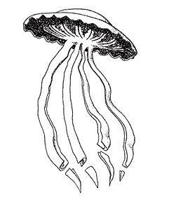 stygiomedusa gigantea