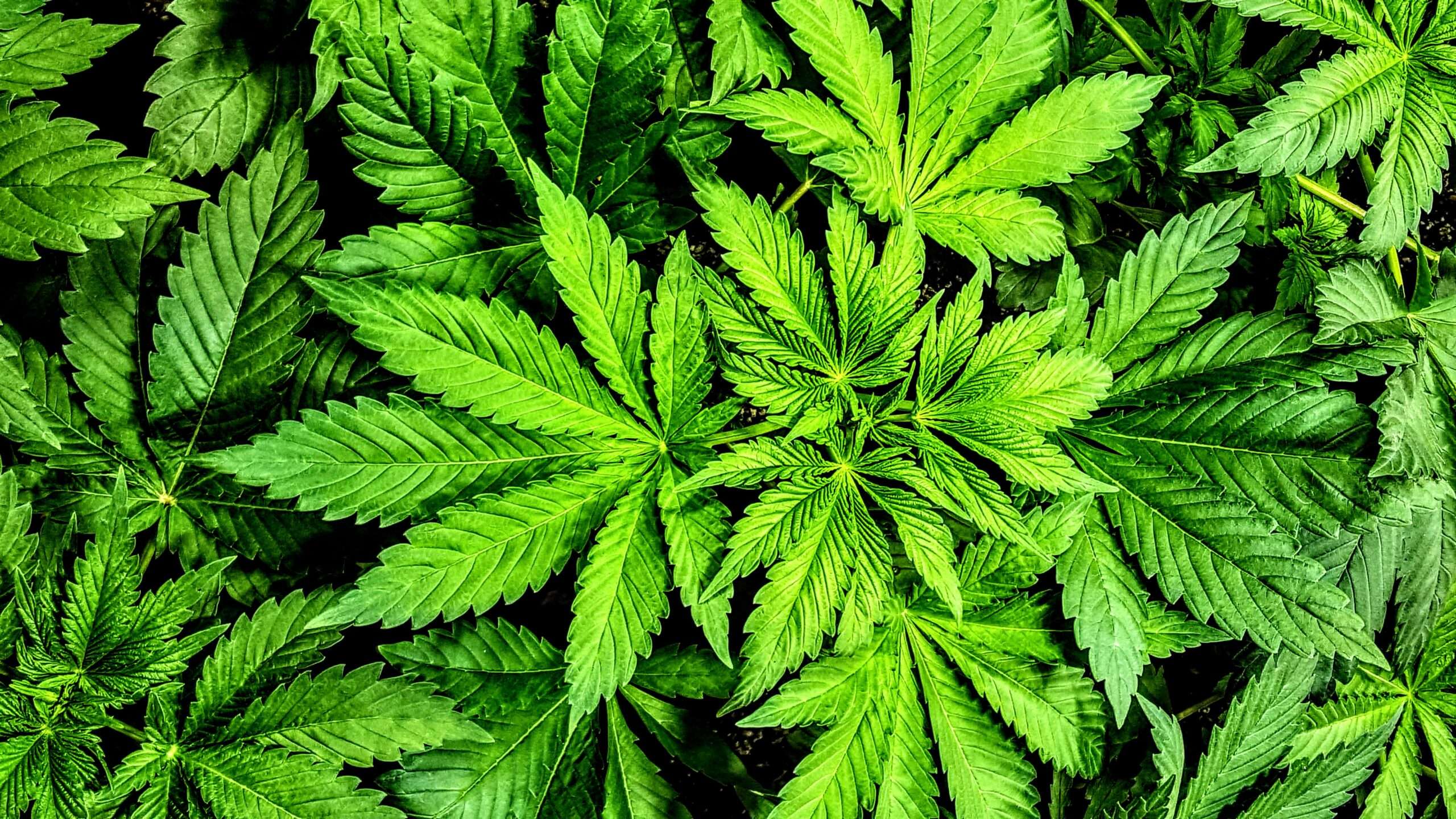marijuanas legalized