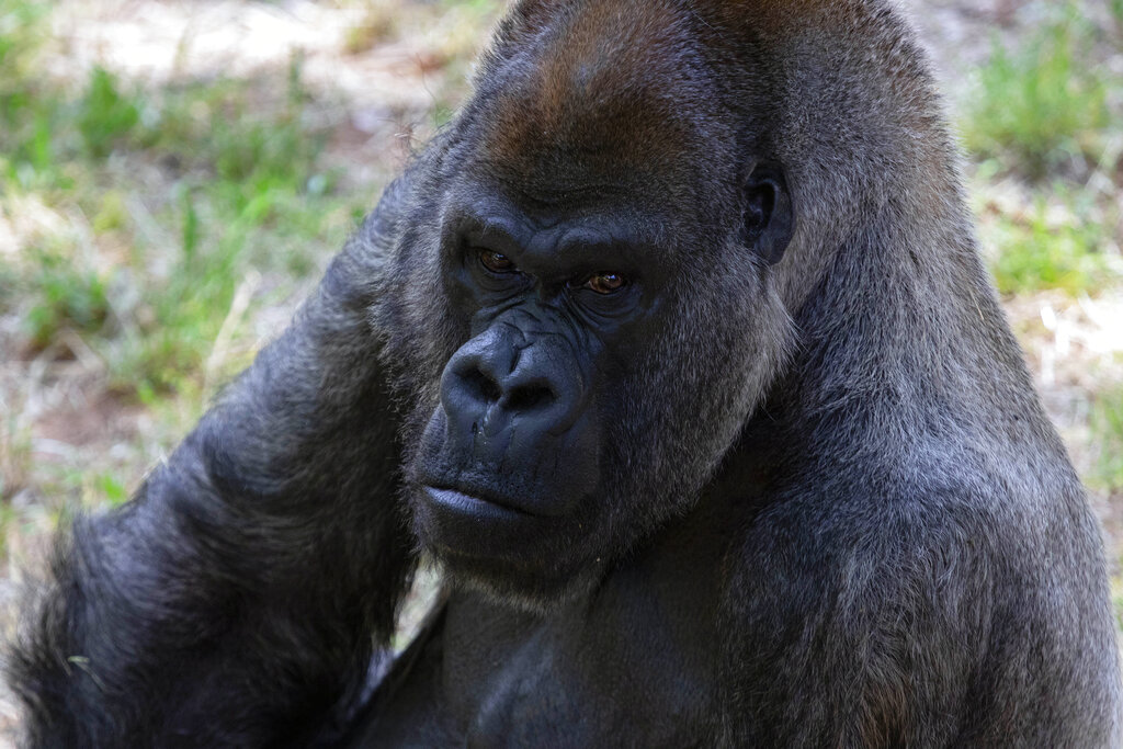 ozzie (gorilla)