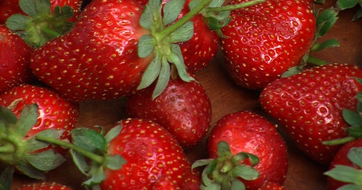 organic strawberries hepatitis